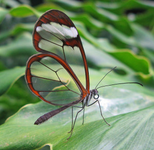 Vlinder iGreen